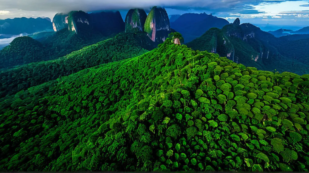 Бразилия запускает Фонд "Вечные Тропические Леса" для борьбы с вырубкой: привлечено $5.5 млрд