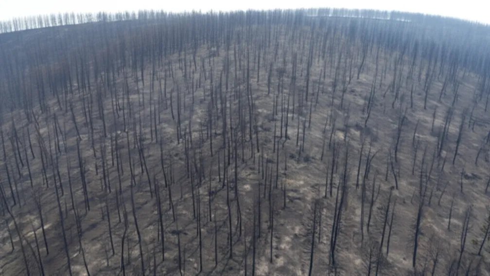 Пожары в ЛА: число жертв возросло до 30