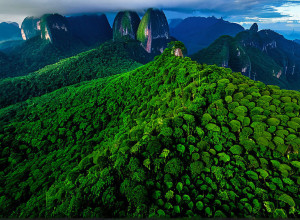 Бразилия запускает Фонд "Вечные Тропические Леса" для борьбы с вырубкой: привлечено $5.5 млрд