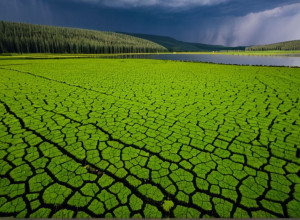 Влияние изменения климата на экосистемы