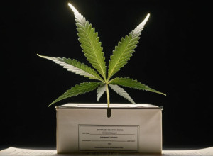 Жители Мичигана Голосуют за Ограничение Продажи Каннабиса