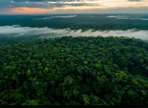 Климатические переговоры ООН выходят на новый уровень: Министры приступают к ключевым решениям на COP30