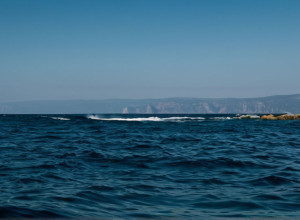 Природа Черного моря