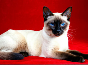 История породы сиамских кошек