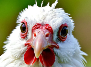 Первый случай смерти от редкого штамма птичьего гриппа H5N5 в США