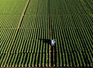 Применение технологий искусственного интеллекта в сельском хозяйстве