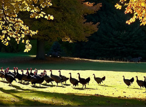 Альтернативный День благодарения: в США предлагают "усыновлять" индеек вместо праздничного стола