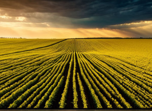 Данные Минсельхоза США ставят под сомнение обещания Китая о закупках сои