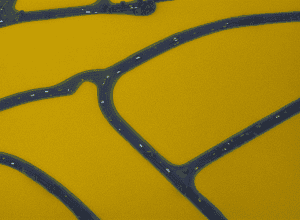 Австралия ограничит прием иностранных студентов