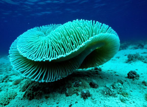 Новый вид морских червей, обнаруженный в Тихом океане