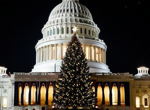 50-летняя невадская ель «Серебряная Красавица» стала главной рождественской ёлкой Капитолия США