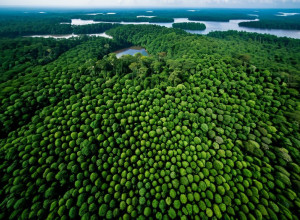 Путешествие по Амазонии: исследование биоразнообразия