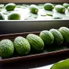 Вспышка сальмонеллеза связана с огурцами: заболели десятки человек