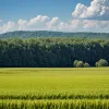Фермеры Вирджинии возрождают древнюю традицию сбора и выращивания трав