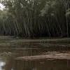 Мужчина, укушенный аллигатором, погиб после нападения на полицейских в США