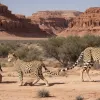 Трамп выразил восхищение сделкой Саудовской Аравии по двум редчайшим аравийским леопардам