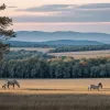 Необычный гость: В американском Теннесси сбежавшая зебра удивляет местных жителей