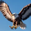 Ребрендинг в американском студенческом спорте: AAC меняет название на American Conference для усиления позиций