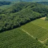 США вводят 50% пошлину на бразильский кофе: под ударом семейные фермы