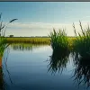 Агентство по охране окружающей среды США сокращает защиту водно-болотных угодий