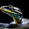 Первые шаги с Python